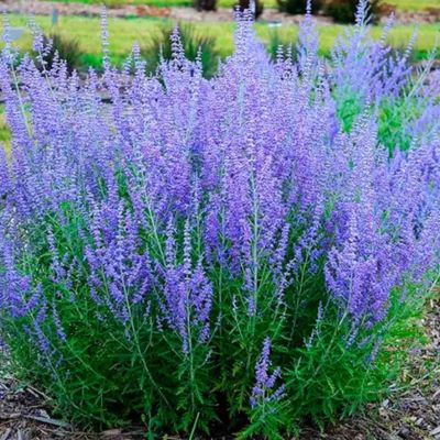 Перовския лебедолистная Крэйзи Блю - Dolina-Sad.Ru