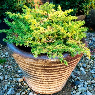 Можжевельник прибрежный Олл Голд Можжевельник прибрежный Олл Голд - Dolina-Sad.Ru