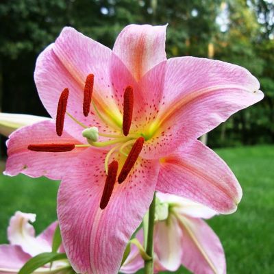 Лилия Пинк Секрет ( в горшке) Лилия Пинк Секрет ( в горшке) фото