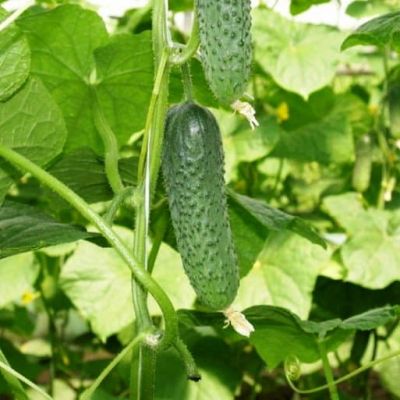 Огурец Мирабелл (Seminis/Голландия) Огурец Мирабелл (Seminis/Голландия) фото