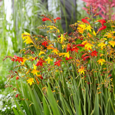 Крокосмия Микс Крокосмия Микс фото