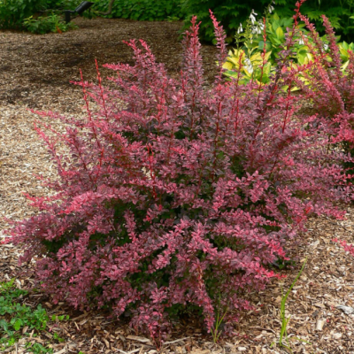 Барбарис Тунберга Роуз Глоу Барбарис Тунберга Роуз Глоу фото