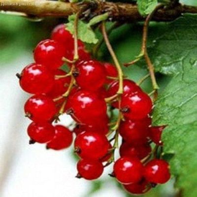 Смородина Красная Фертоди, C3 (2 года) Смородина Красная Фертоди, C3 (2 года) - Dolina-Sad.Ru