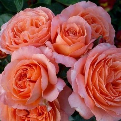 Роза Бельведер Роза Бельведер - Dolina-Sad.Ru