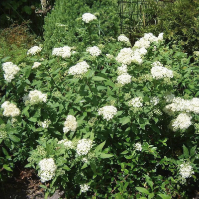 Спирея японская Альбифлора фото