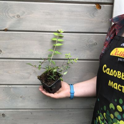 Абелия Эдвард Гучер Абелия Эдвард Гучер фото