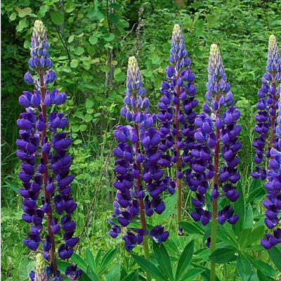 Люпин Дарк Блю - Dolina-Sad.Ru