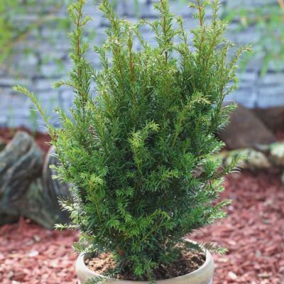 Тис средний Гроенланд - Dolina-Sad.Ru