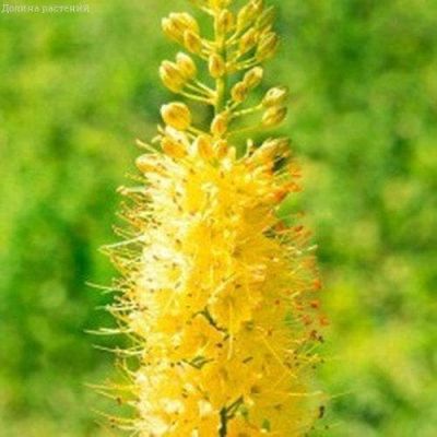 Эремурус Бунге Эремурус Бунге фото