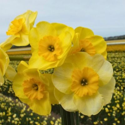 Нарцисс Сан Диск Нарцисс Сан Диск - Dolina-Sad.Ru