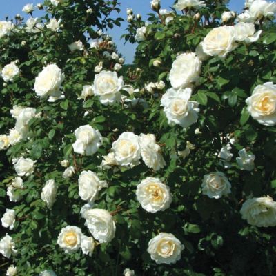 Роза Уайт Санрайз Роза Уайт Санрайз - Dolina-Sad.Ru